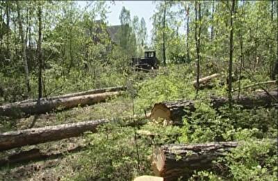 Кияни захистили парк від вирубки і забудови. Зараз вдалося, а що далі?